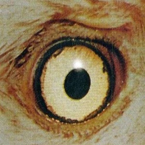 Cover `Scar Tissue` van Red Hot Chili Peppers